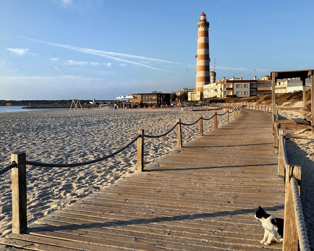 GATO EN FARO DE BARRA